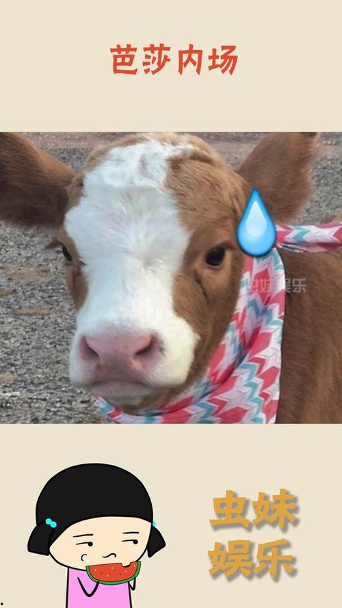 娱乐吃瓜君抖音,娱乐吃瓜君带你揭秘娱乐圈最新瓜料！