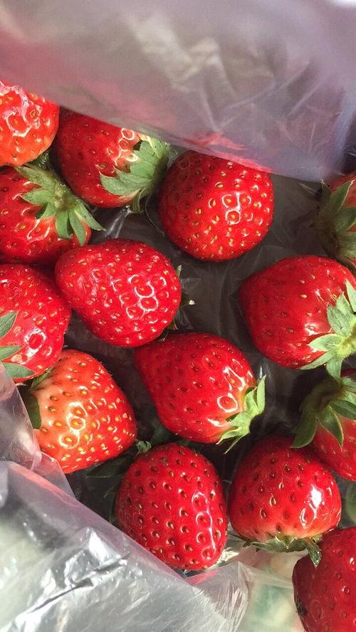 娱乐吃瓜草莓,揭秘娱乐圈的甜蜜秘密