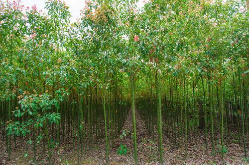 苗木资料,绿色生态的绿色使者