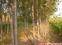 苗木资料,绿色生态的绿色使者