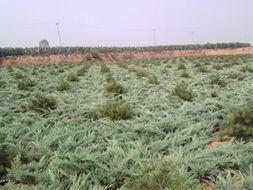 苗木资料,绿色生态的绿色使者