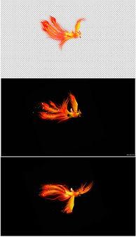 凤凰之星的活动背景,传承与创新，点亮未来文化之光