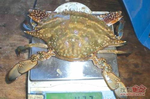 人蟹图片,探寻人与自然和谐共生的奇妙画卷