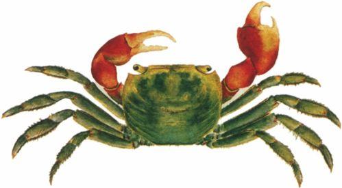 人蟹图片,探寻人与自然和谐共生的奇妙画卷