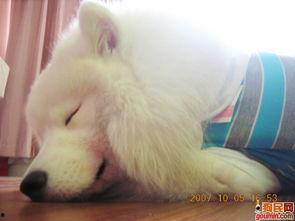 耶图片可爱,可爱图片带你领略温馨时光